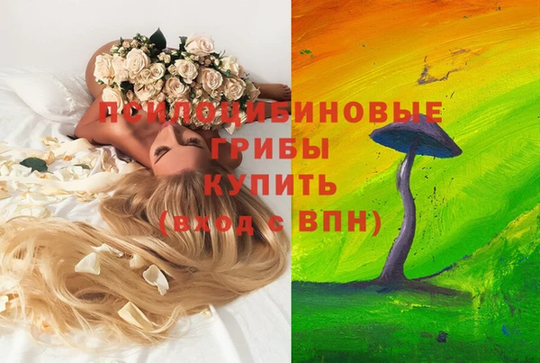 PSILOCYBIN Покачи